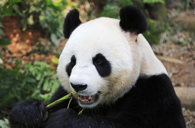 Rare giant panda in forest.