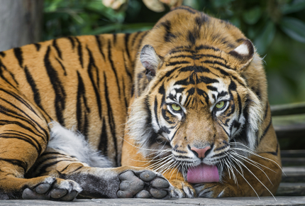 The_Sumatran_Tiger_is_critically_endangered_150123180126_2e82GO