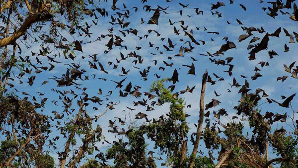 Migration-of-the-Bats-Safari