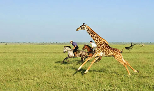 Safari-on-Horseback